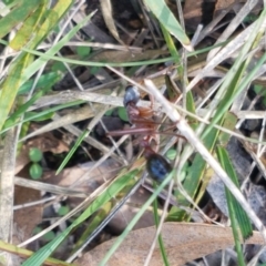 Myrmecia nigriceps at Bruce, ACT - 30 Mar 2021 03:56 PM