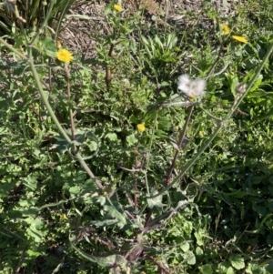 Sonchus oleraceus at Watson, ACT - 30 Mar 2021 09:45 AM