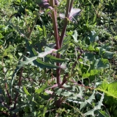 Sonchus oleraceus at Watson, ACT - 30 Mar 2021 09:45 AM