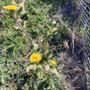 Sonchus oleraceus at Watson, ACT - 30 Mar 2021