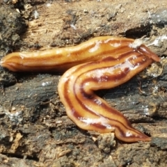 Anzoplana trilineata at Bruce, ACT - 30 Mar 2021 03:55 PM