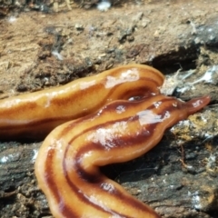 Anzoplana trilineata at Bruce, ACT - 30 Mar 2021 03:55 PM