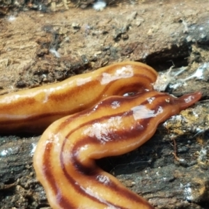 Anzoplana trilineata at Bruce, ACT - 30 Mar 2021