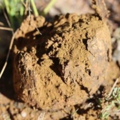 Pisolithus marmoratus (Horse Dung Fungus) at The Pinnacle - 27 Mar 2021 by CanberraFungiGroup