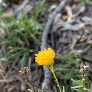 Rutidosis leptorhynchoides at Yarralumla, ACT - 30 Mar 2021