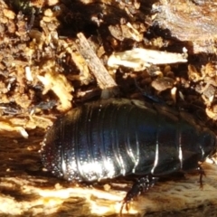 Panesthia australis (Common wood cockroach) at Flea Bog Flat, Bruce - 30 Mar 2021 by tpreston