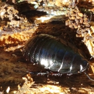 Panesthia australis at Bruce, ACT - 30 Mar 2021 03:31 PM