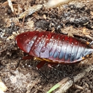 Platyzosteria similis at Bruce, ACT - 30 Mar 2021