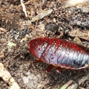 Platyzosteria similis at Bruce, ACT - 30 Mar 2021 03:54 PM