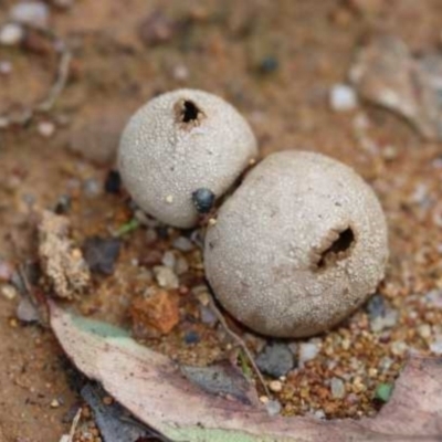 Bovista (A puffball) at The Pinnacle - 26 Mar 2021 by CanberraFungiGroup