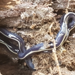Caenoplana coerulea (Blue Planarian, Blue Garden Flatworm) at Flea Bog Flat, Bruce - 30 Mar 2021 by tpreston