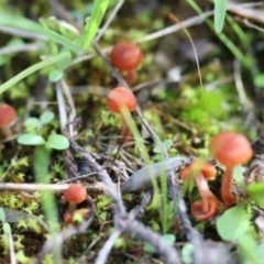 Laccaria sp. (Laccaria) at Weetangera, ACT - 26 Mar 2021 by CanberraFungiGroup