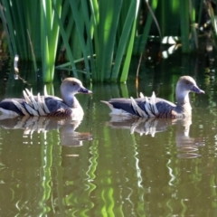 Dendrocygna eytoni (Plumed Whistling-Duck) at Fyshwick, ACT - 30 Mar 2021 by RodDeb