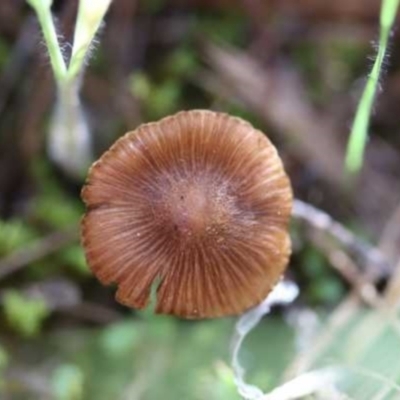 Inocybe sp. (Inocybe) at Weetangera, ACT - 26 Mar 2021 by CanberraFungiGroup