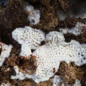 zz flat polypore - white(ish) at Bruce, ACT - 30 Mar 2021 03:47 PM