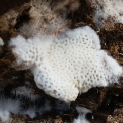 zz flat polypore - white(ish) at Bruce, ACT - 30 Mar 2021 03:47 PM