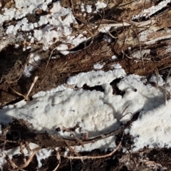 zz flat polypore - white(ish) at Bruce, ACT - 30 Mar 2021 03:47 PM