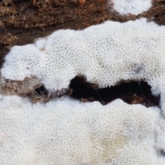 zz flat polypore - white(ish) at Bruce, ACT - 30 Mar 2021 03:47 PM