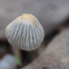 Coprinellus etc. (An Inkcap) at The Pinnacle - 26 Mar 2021 by CanberraFungiGroup