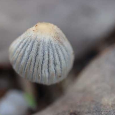 Coprinellus etc. (An Inkcap) at Weetangera, ACT - 26 Mar 2021 by CanberraFungiGroup