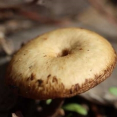 Lentinus arcularius (Fringed Polypore) at Weetangera, ACT - 26 Mar 2021 by CanberraFungiGroup