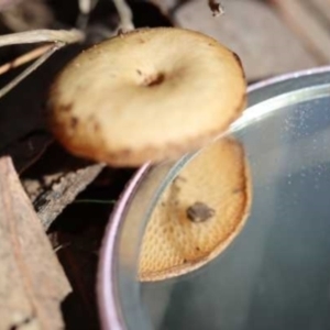 Lentinus arcularius at Weetangera, ACT - 27 Mar 2021 10:44 AM