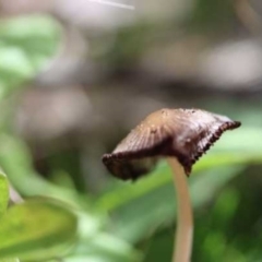 Parasola sp. (genus) (An Inkcap) at Weetangera, ACT - 27 Mar 2021 by CanberraFungiGroup