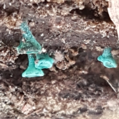 Chlorociboria (An elfcup fungus) at Bruce Ridge to Gossan Hill - 30 Mar 2021 by trevorpreston