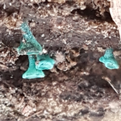 Chlorociboria (An elfcup fungus) at Bruce, ACT - 30 Mar 2021 by trevorpreston