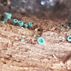 Chlorociboria at Bruce, ACT - 30 Mar 2021 03:45 PM