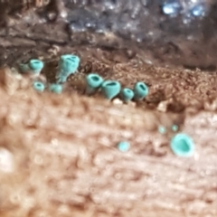 Chlorociboria at Bruce, ACT - 30 Mar 2021 03:45 PM