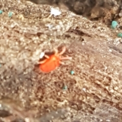 Acari (informal subclass) (Unidentified mite) at Bruce, ACT - 30 Mar 2021 by trevorpreston