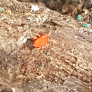 Acari (informal subclass) at Bruce, ACT - 30 Mar 2021 03:44 PM