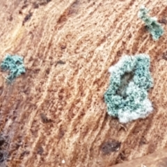 Trichoderma 'green fluffy' at Bruce, ACT - 30 Mar 2021