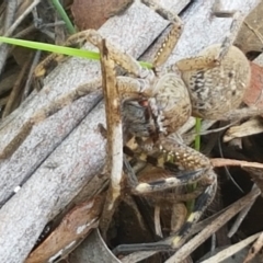 Neosparassus sp. (genus) (Unidentified Badge huntsman) at Bruce, ACT - 30 Mar 2021 by tpreston