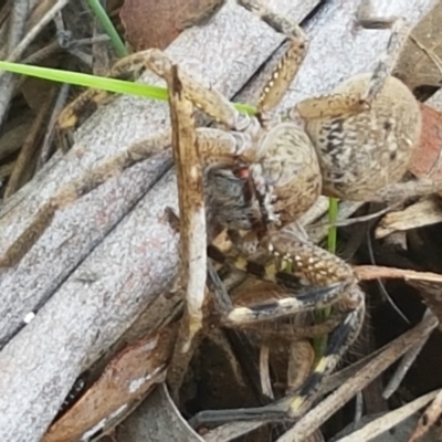 Neosparassus sp. (genus) (Unidentified Badge huntsman) at Flea Bog Flat, Bruce - 30 Mar 2021 by tpreston