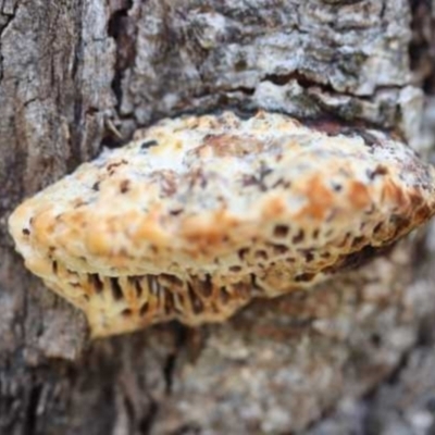 Hexagonia vesparia (Wasp Nest Polypore) at The Pinnacle - 27 Mar 2021 by CanberraFungiGroup