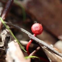 Cruentomycena viscidocruenta (Ruby Mycena) at The Pinnacle - 27 Mar 2021 by CanberraFungiGroup