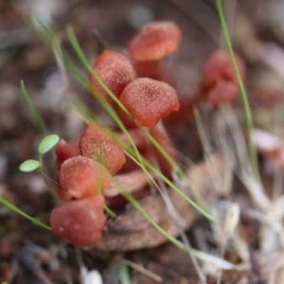 Laccaria sp. (Laccaria) at Weetangera, ACT - 27 Mar 2021 by CanberraFungiGroup