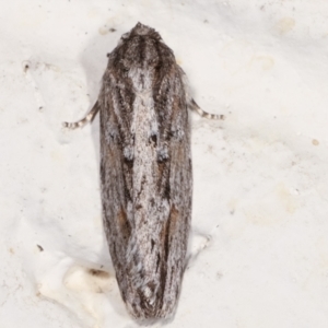 Agriophara platyscia at Melba, ACT - 26 Mar 2021