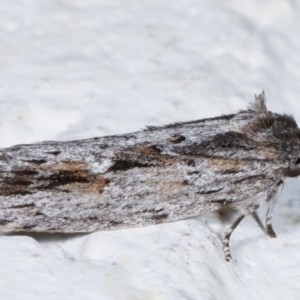 Agriophara platyscia at Melba, ACT - 26 Mar 2021