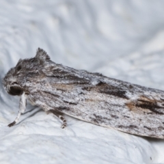 Agriophara platyscia at Melba, ACT - 26 Mar 2021