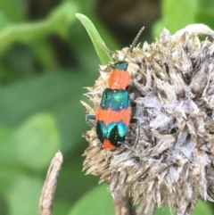 Dicranolaius bellulus (Red and Blue Pollen Beetle) at Forde, ACT - 30 Mar 2021 by Ned_Johnston