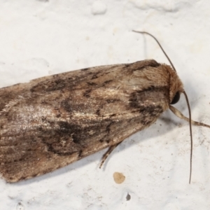 Proteuxoa provisional species 2 at Melba, ACT - 26 Mar 2021