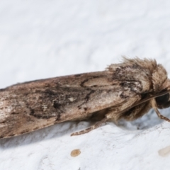 Proteuxoa provisional species 2 at Melba, ACT - 26 Mar 2021