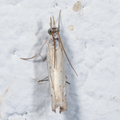 Culladia cuneiferellus (Crambinae moth) at Melba, ACT - 26 Mar 2021 by kasiaaus
