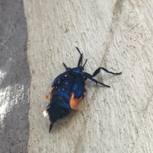 Cebysa leucotelus at Forde, ACT - 30 Mar 2021