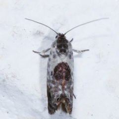 Eupselia carpocapsella at Melba, ACT - 26 Mar 2021