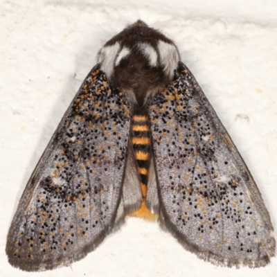 Oenosandra boisduvalii (Boisduval's Autumn Moth) at Melba, ACT - 26 Mar 2021 by kasiaaus