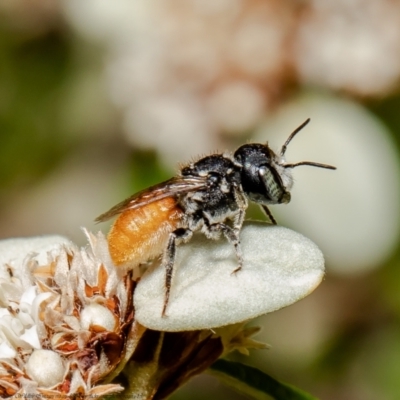 Megachile (Rhodomegachile) deanii at Acton, ACT - 30 Mar 2021 by Roger